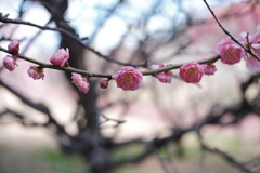 荒山公園の梅