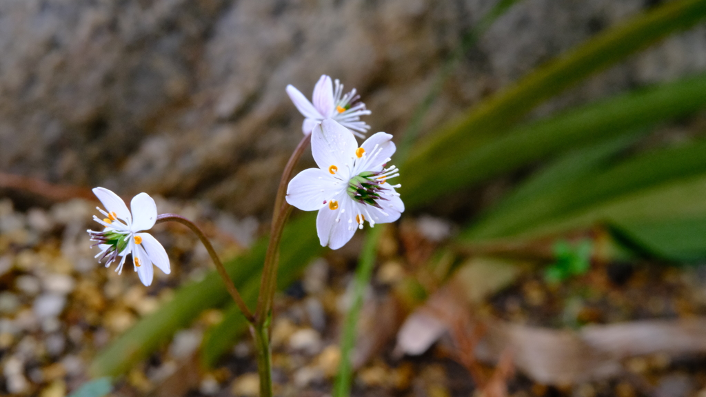 バイ力オウレン