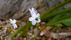 バイ力オウレン