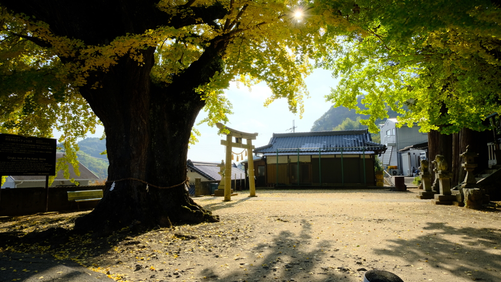 和歌山県紀の川市西川原 賀茂神社の大銀杏