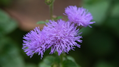 DSCF3497