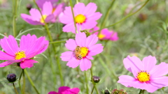 コスモス三兄弟