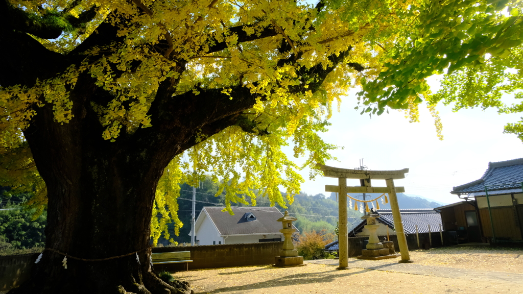 和歌山県紀の川市西川原 賀茂神社の大銀杏