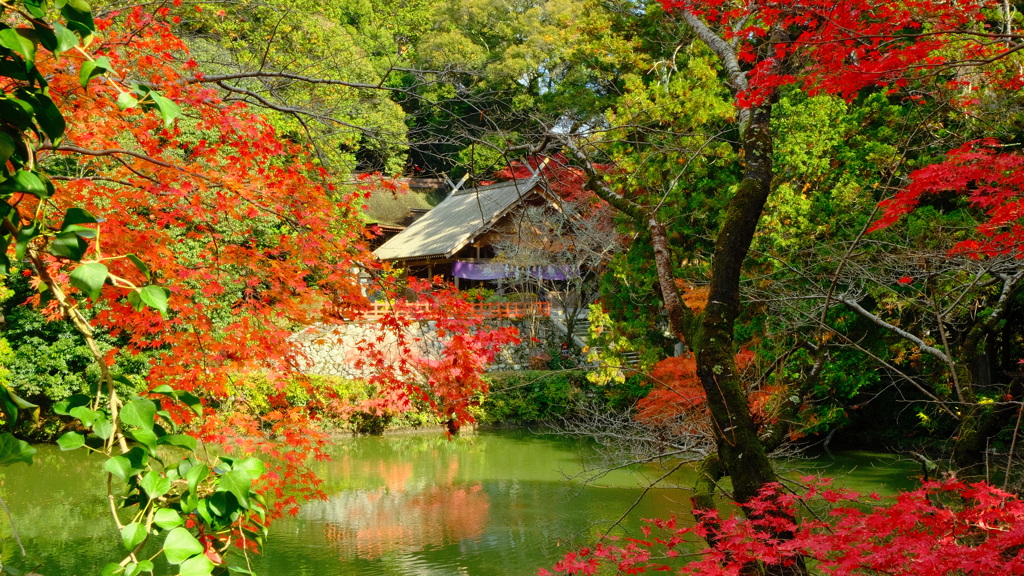 高鴨神社