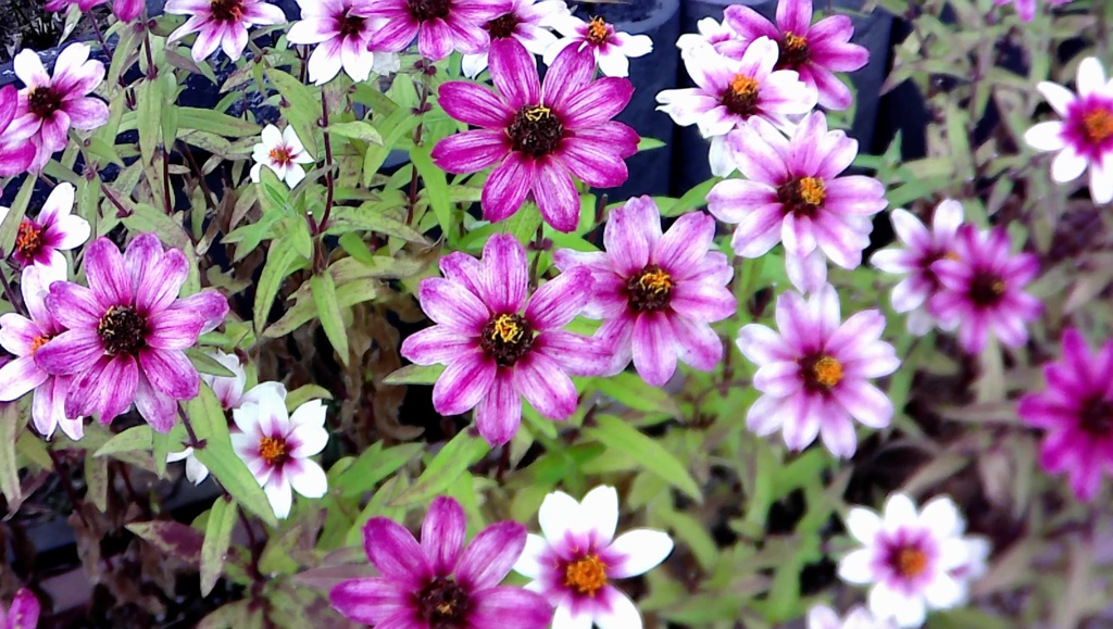 自作改造カメラ