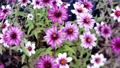 自作改造カメラ