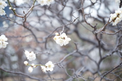 荒山公園の梅その2