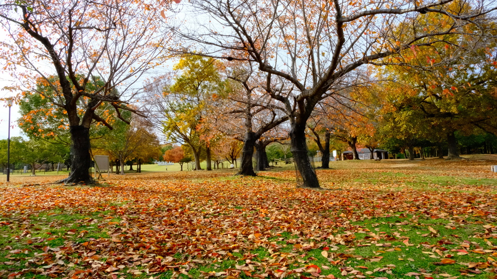 堺市堺区大仙公園