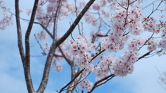 桜の季節