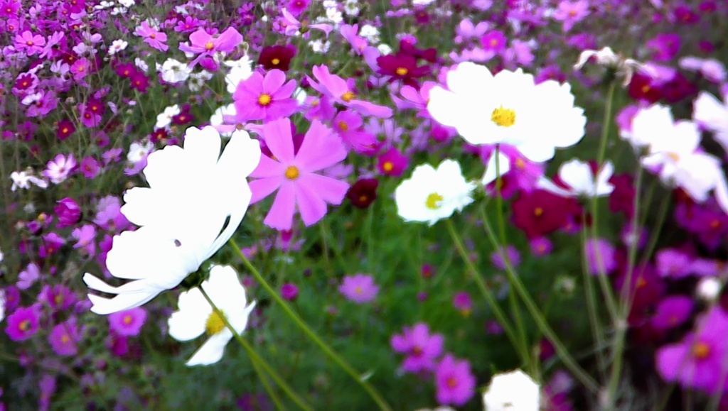 自作改造カメラ