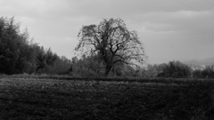 葛城一言主神社