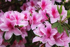 ツツジの花