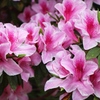 ツツジの花
