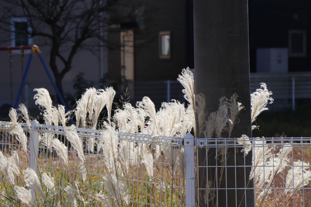 近所の公園