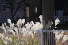 近所の公園