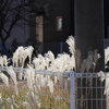 近所の公園
