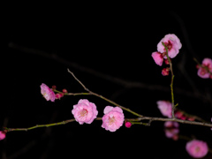 夜の梅