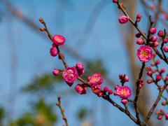 梅 2