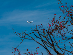 梅と飛行機 3