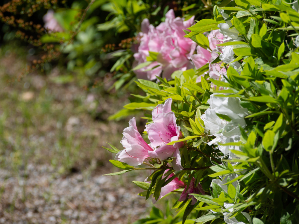 もう5月