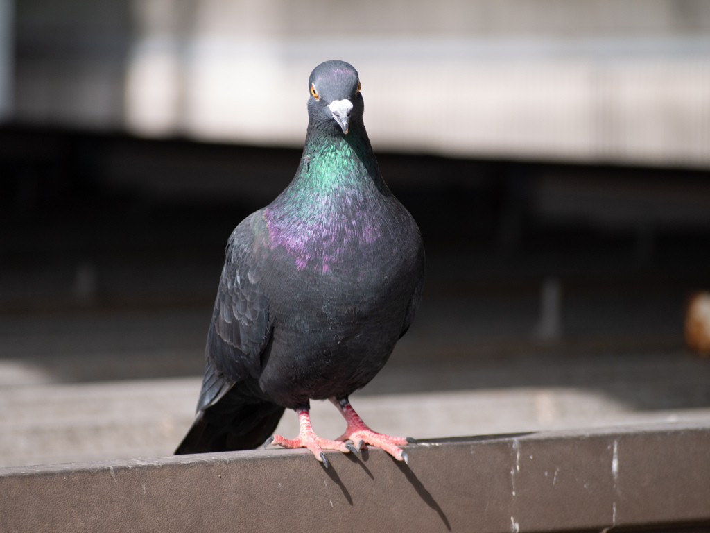 鳩