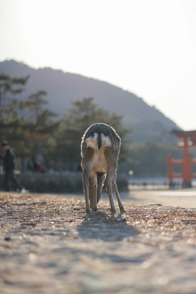 海と鹿