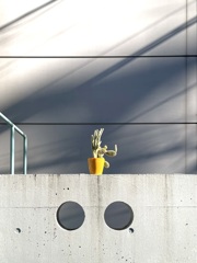 カクタス