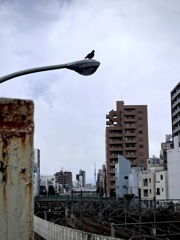 鳥瞰
