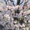 春の訪れ