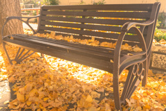 イチョウの降り積もるベンチ