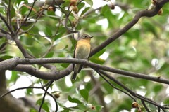 ムギマキ♀A ムギマキ♀A