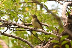 キビタキ♀D