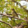 キビタキ♀D