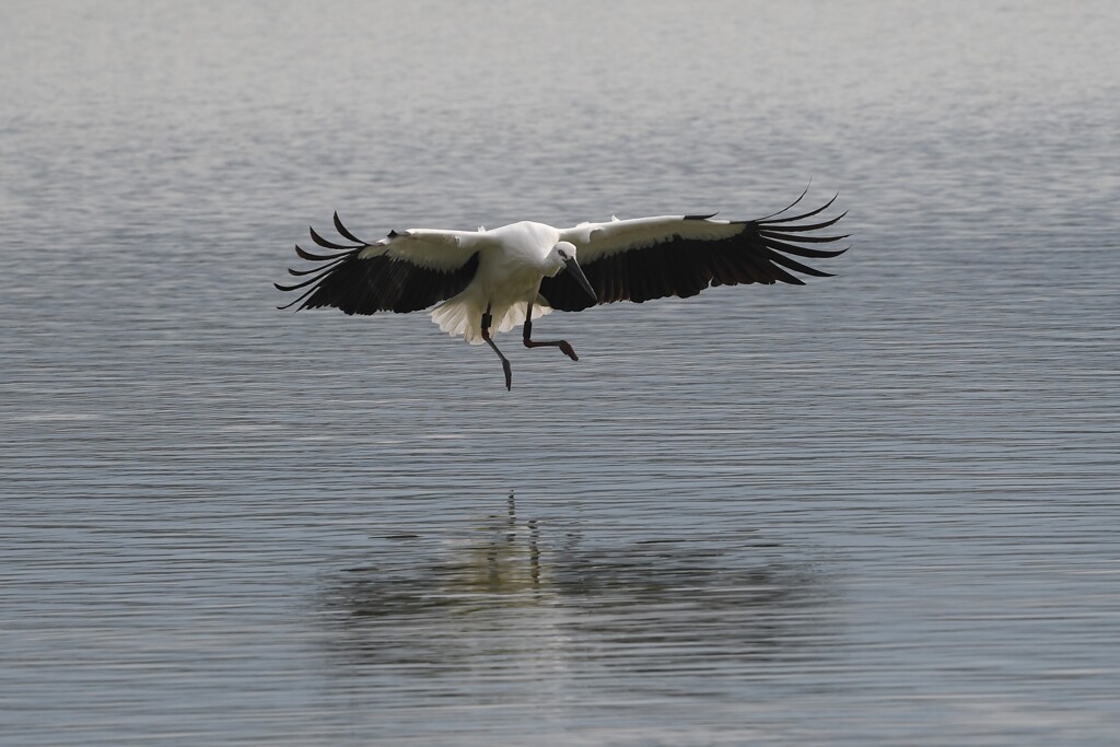 コウノトリの飛翔C