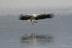 コウノトリの飛翔C