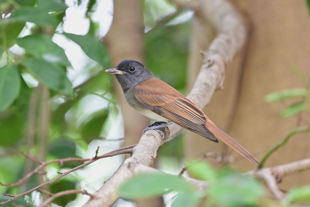 サンコウチョウ若鳥A