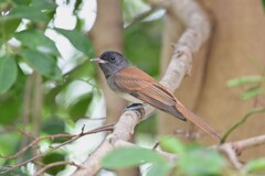 サンコウチョウ若鳥A