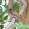 サンコウチョウ若鳥A