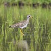 ケリ若鳥A