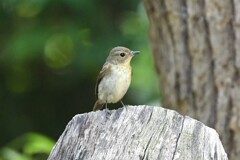 キビタキ♀B