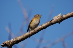 ルリビタキ♀B