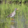 ケリ若鳥B