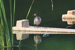 カイツブリ♂