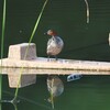 カイツブリ♂