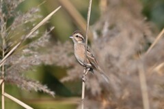 ホオジロ♀B