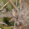 ホオジロ♀B