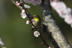 杏の花にメジロ