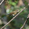ルリビタキ♀C