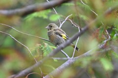 カワラヒワ♀A