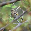 カワラヒワ♀A